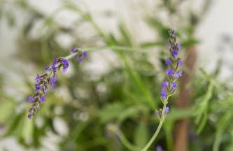 Starhost - La Casella seaview garden terrace and parking - Foto 40