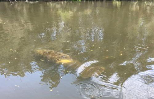 Northern Point of Treasure Island, New Port Richey - Foto 5