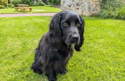 Cumledge Yew Trees Cottage - Foto 7