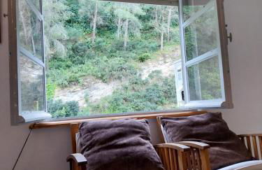 Ave Ibis eremita Vejer - Foto 1