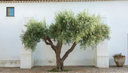 Herdade da Maxuqueira - Foto 4