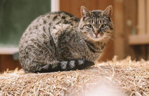 Birkenhof - Ferienhof, Landcafe und Rösterei - Photo 39