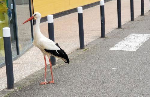 Mirka & Franck AIRCON CLIM, Apartment Chic, Parking Free, Avantages Packs Bookables - Foto 32