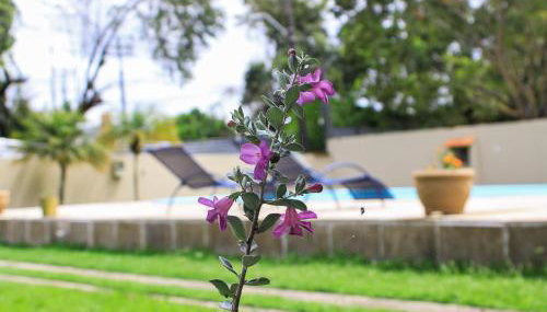 Piscina,Paz e Área Verde - Foto 3