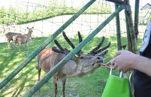 Ferienhof Guglhupf - Foto 55