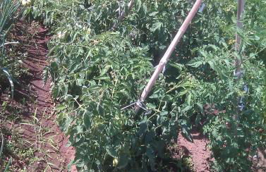 Agriturismo Torre Cristina - Foto 55