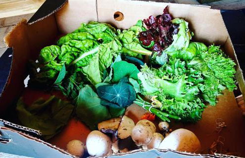 Secluded Converted Horsebox Retreat in Welcombe - Foto 33