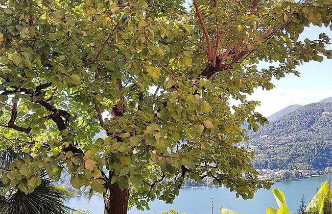 Home near Franklin College and Lugano Center - Foto 26