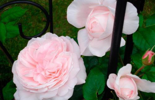 "Rosenkate 2" - Foto 24