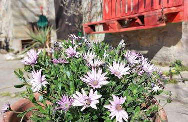 Podere La Machiusa - Villa with pool - Foto 30