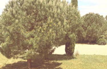 Villa le Castellet et proche circuit Paul-Ricard à 20 mn de la Mer - Foto 48