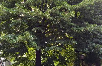 Le Jardin Secret - Foto 21