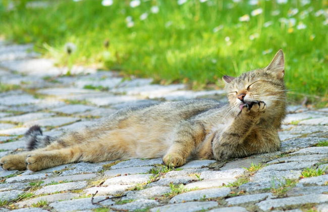 Evening sun Modern Retreat - Foto 3