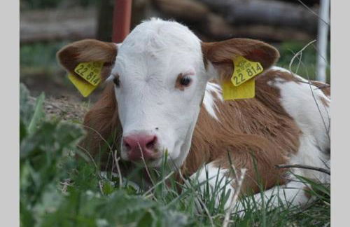 Ferienhaus mit Terrasse und Garten in Wandlitz - Photo 28