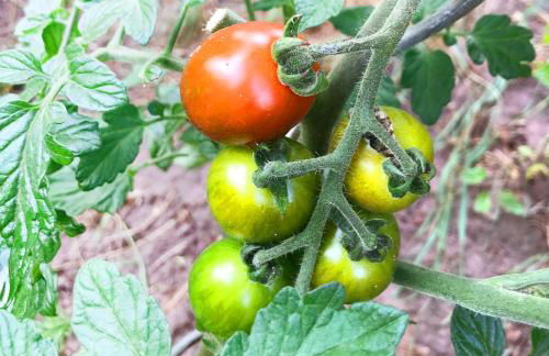 Burgstrasse Apartment Ost mit Garten und Sauna - Foto 30