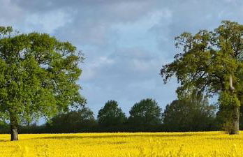 Ostsee-Feeling in Hohwacht - Kapitän NEMO - Meer- und strandnah - Großer Südbalkon - Blick ins Grüne - Foto 25