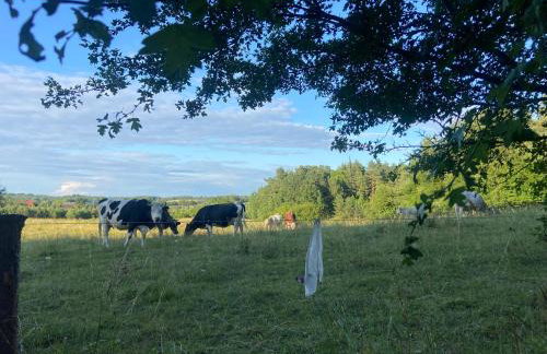 Feel-Harmonia w Nowym Kawkowie - Foto 32