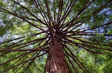 ~* The Spectacular Spyglass Treehouse *~ - Foto 28