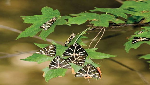 Valle de las Mariposas y Barco a Chalki - Excursión de día completo - Foto 2