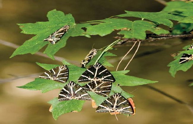 Valle de las Mariposas y Barco a Chalki - Excursión de día completo - Foto 2