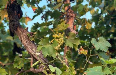 Apartment Vidoni - Photo 36