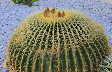 Casa Galia - Foto 12