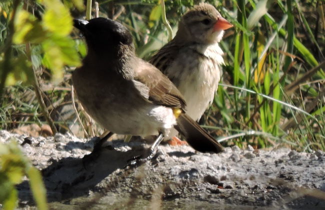 Umvangazi Rest - Enjoy a Relaxing, Rejuvenating and Peaceful Setting in the Bush - Foto 37