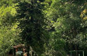 Vila São José - Foto 29