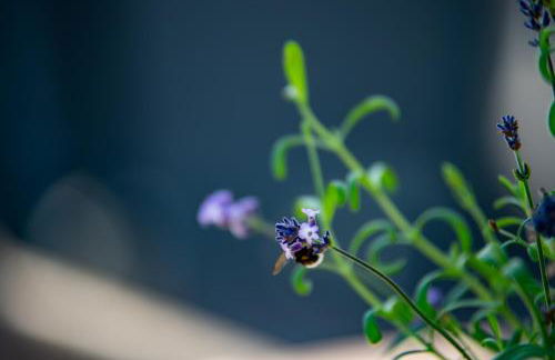 Moselappartements by Weingut Marco Adamy - Foto 32