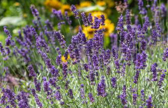 Altes Forstamt im Teutoburger Wald-Fewo Hofgarten - Foto 8