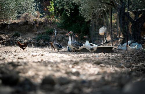 Chaihoutes stone House and Villa into Olive farm in Zia - Photo 74