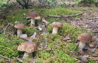 Biały Domek dla 6 osób oraz Domek Sternika dla 4 osób - jezioro, las, wiejski klimat - Foto 32