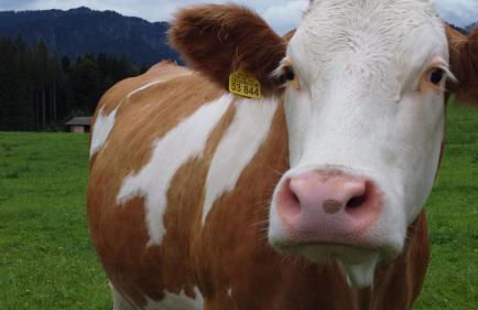 Lärche 2 - Chiemgaukarte inklusive- - Foto 18