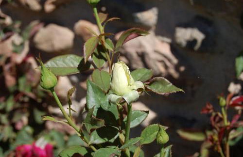 Mas Can Calet Aparthotel - Foto 96