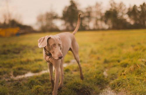 The Moonraker Hotel - Foto 9