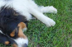 Roulotte en bois Sud France - Foto 22