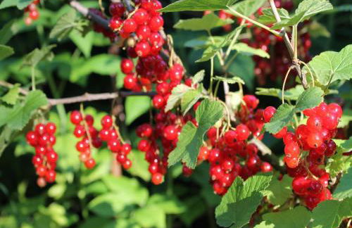 Cozy Bungalow in Stove Germany near Baltic Sea - Foto 79