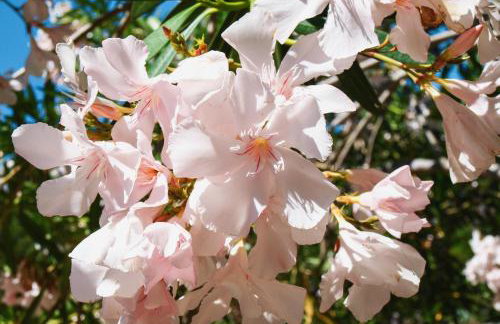 Holiday house with WiFi Dol, Brac - 5674 - Photo 13