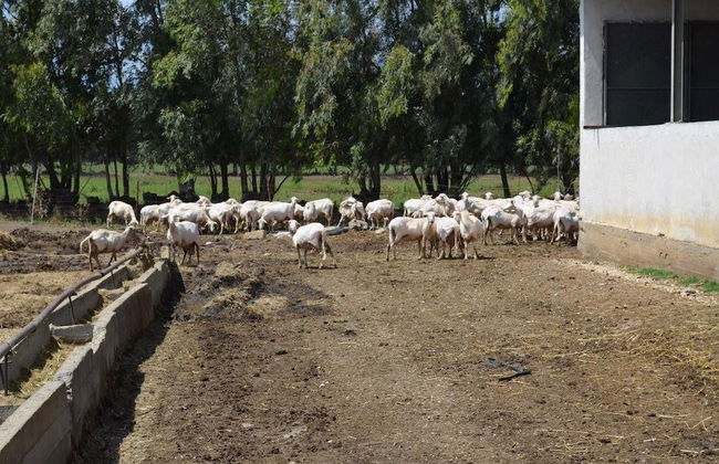 Agriturismo Agrifoglio - Foto 15