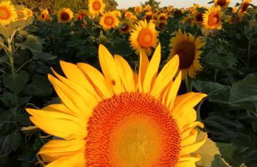 Repos et détente au cœur des richesses du Poitou - Foto 24