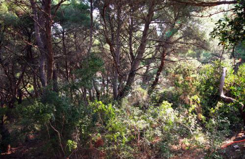 Apartments by the sea Cove Blaca, Mljet - 10416 - Photo 23