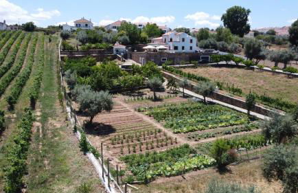 Horta dos Caracóis - Foto 34