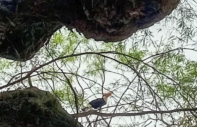 Entre Mangos y Tucanes - Foto 22