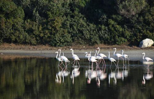 Mamadinas House AlliMpanta - Photo 18