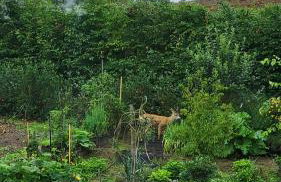 Czarnydomek - Foto 39