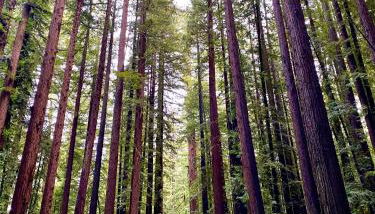 Avenue of the Giants Caraway Cottage (#3) - Foto 5