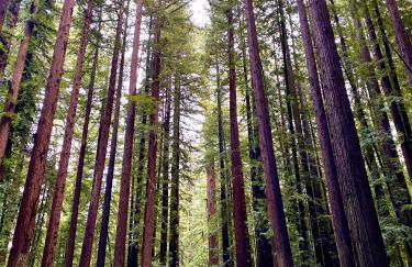 Avenue of the Giants River View Home (#1) - Foto 10