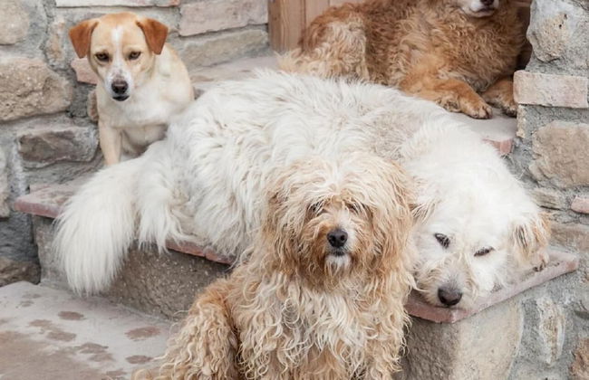 Fattoria Lischeto - Foto 37