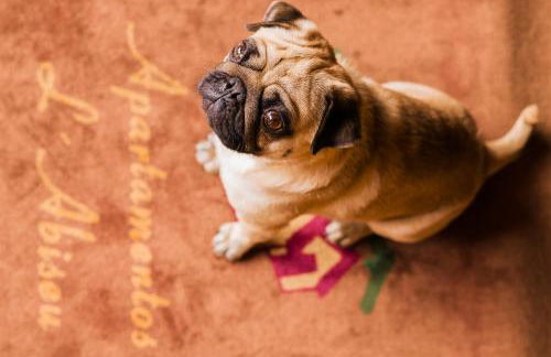 Apartamentos Rurales L´Abiseu - Photo 32