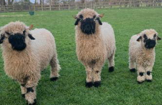 Poplar farm annexe - Foto 9